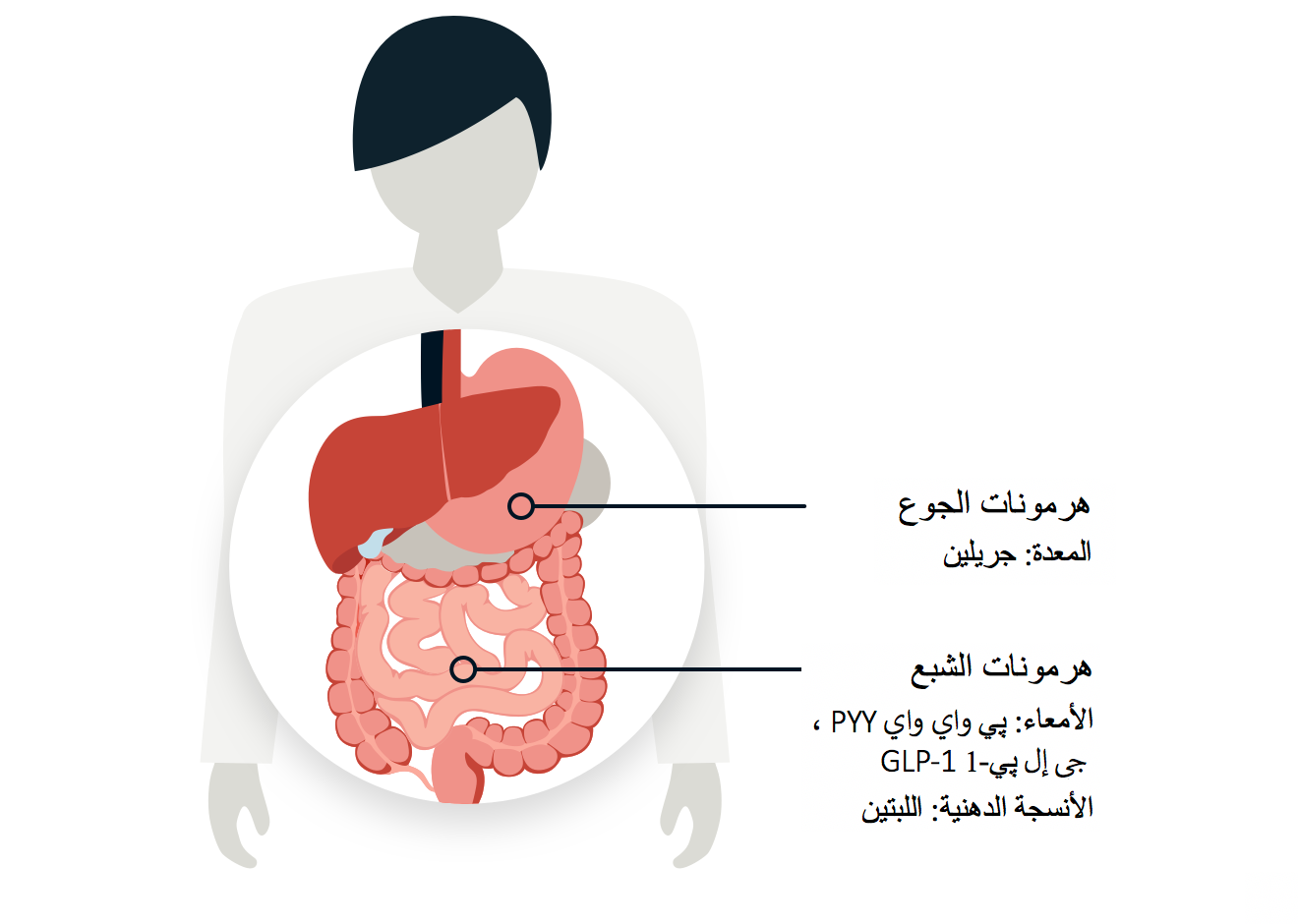 Infographic displaying the location of hunger and satiety hormones.